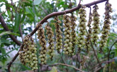 Stachyurus himalaicus 通條樹