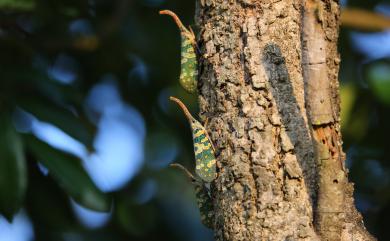 Pyrops candelaria (Linnaeus, 1758) 龍眼雞