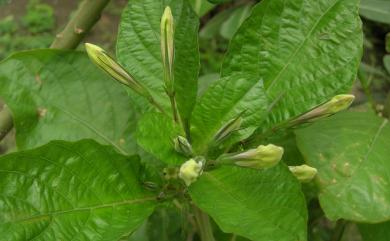 Ruellia tuberosa L. 塊根蘆利草