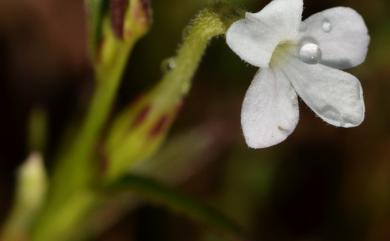 Striga masuria 高雄獨腳金