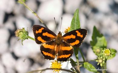 Symbrenthia hypselis scatinia Fruhstorfer, 1908 花豹盛蛺蝶