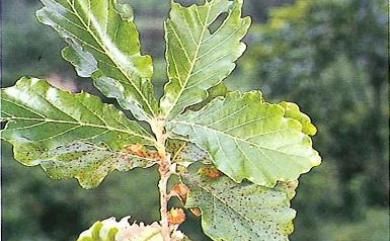 Quercus dentata 槲樹