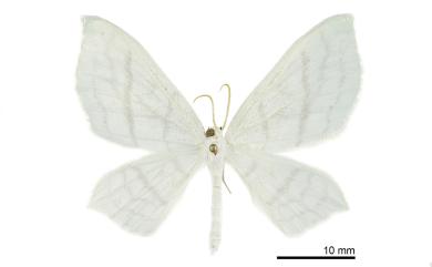 Palaeomystis falcataria (Moore, 1867) 古秘尺蛾