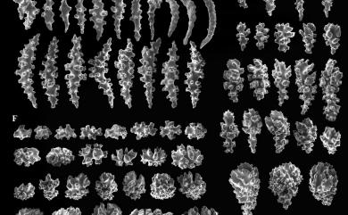Melithaea formosa (Nutting, 1911) 美麗扇柳珊瑚