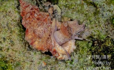 Bursa granularis (Roeding, 1798) 果粒蛙螺