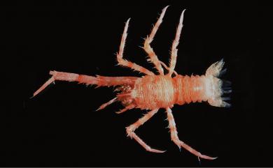 Munida distiza Macpherson, 1994 雙斑刺鎧蝦