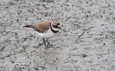 Charadrius dubius curonicus Gmelin, JF, 1789 小環頸鴴