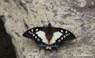 Charaxes eudamippus formosanus (Rothschild & Jordan, 1899) 雙尾螯蛺蝶