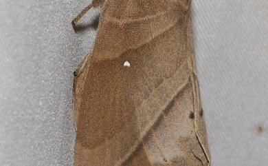 Lebeda nobilis nobilis Walker, 1855 松大毛蟲