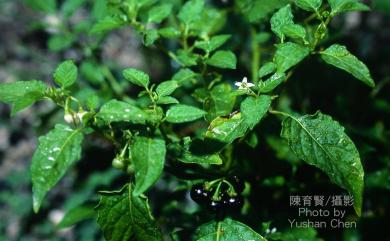 Solanum nigrum 龍葵