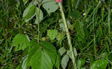 Amorphophallus hirtus 密毛魔芋