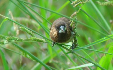 Lonchura striata swinhoei 白腰文鳥