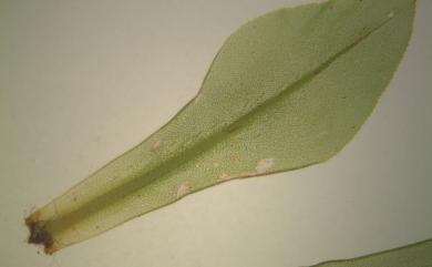 Rhodobryum giganteum (Schwaegr.) Paris, 1898 暖地大葉苔