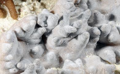 Cladiella echinata (Tixier-Durivault, 1943) 多刺小枝軟珊瑚