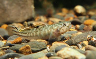 Mugilogobius abei (Jordan & Snyder, 1901) 阿部氏鯔鰕虎