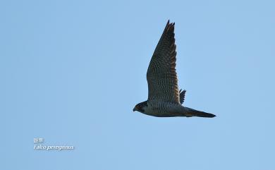 Falco peregrinus peregrinator (Sundevall, 1837) 遊隼(赤胸隼)