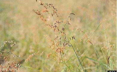 Melinis repens (Willd.) Zizka 紅毛草
