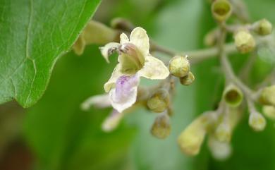 Vitex quinata 山埔姜