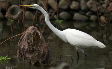 Ardea alba modesta Gray, 1831 大白鷺