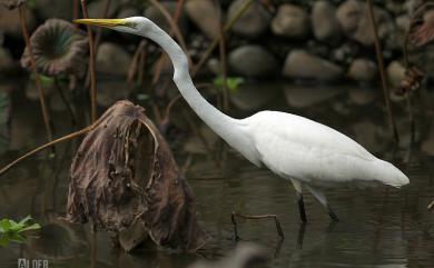 Ardea alba modesta J. E. Gray, 1831 大白鷺