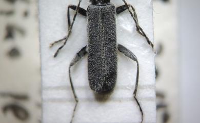 Lycocerus nigripennis (Pic, 1938) 小青黑異菊虎