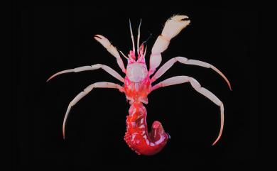 Parapagurus richeri Lemaitre, 1999 偉氏擬寄居蟹