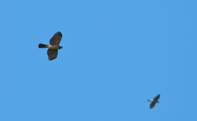 Accipiter trivirgatus formosae 鳳頭蒼鷹