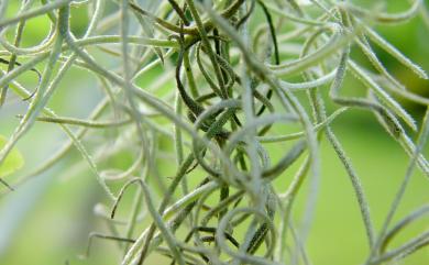 Tillandsia usneoides (L.) L. 松蘿鳳梨