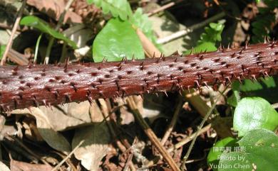 Alsophila spinulosa 臺灣桫欏