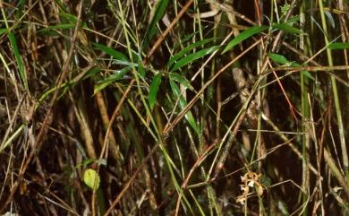 Oreorchis bilamellata 雙板山蘭