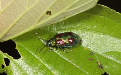 Clitenella fulminans (Faldermann, 1835) 紅紋麗螢金花蟲