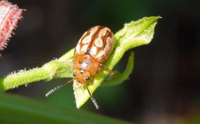 Phola octodecimguttata (Fabricius, 1775) 十八斑瘦金花蟲
