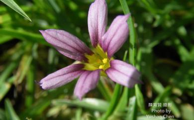 Sisyrinchium atlanticum 庭菖蒲