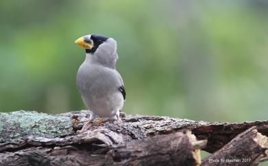 Eophona personata personata (Temminck & Schlegel, 1848) 桑鳲(中國亞種)