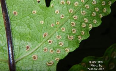 Tectaria phaeocaulis (Rosenst.) C.Chr. 蛇脈三叉蕨