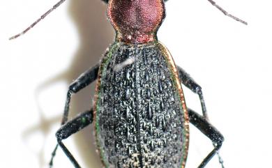 Carabus nankotaizanus Kano, 1932 臺灣擬食蝸步行蟲