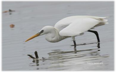 Egretta eulophotes (Swinhoe, 1860) 唐白鷺