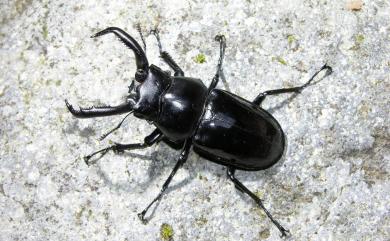 Rhaetulus crenatus crenatus Westwood, 1871 鹿角鍬形蟲