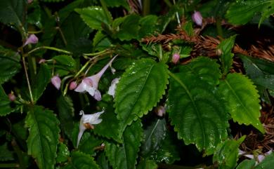 Impatiens devolii 棣慕華鳳仙花