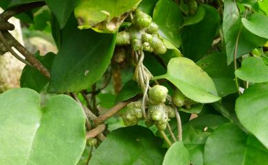 Anredera cordifolia (Ten.) Steenis 洋落葵