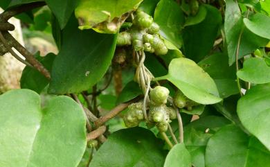 Anredera cordifolia 洋落葵