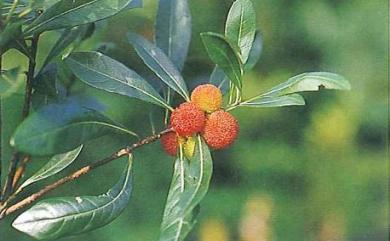 Myrica rubra 楊梅