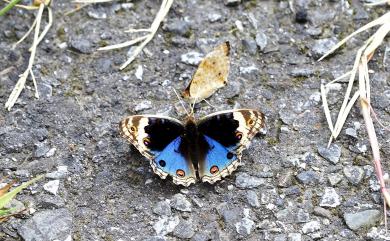 Junonia orithya Linnaeus, 1764 青眼蛺蝶