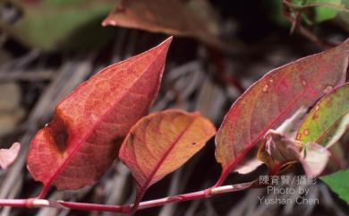 Persicaria chinensis (L.) H. Gross 火炭母草