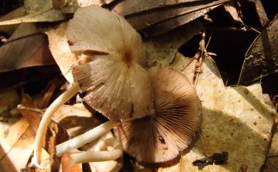 Psathyrella candoleana (Fr.) A. H. Smith 黃蓋脆柄菇