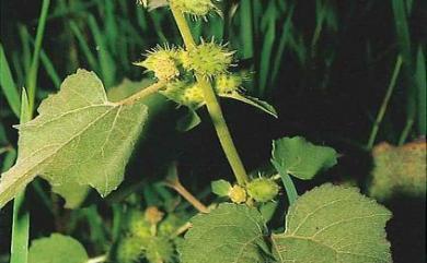 Xanthium strumarium L. 蒼耳