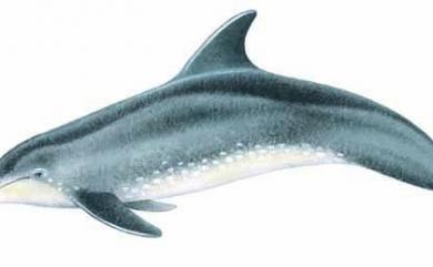 Steno bredanensis (Cuvier, 1828) 糙齒海豚
