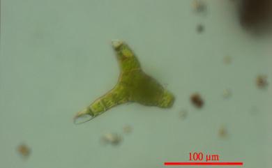 Hyophila involuta (Hook.) Jaeg., 1873 卷葉溼地苔