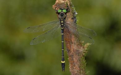 Sinorogomphus suzukii (Oguma, 1926) 斑翼勾蜓