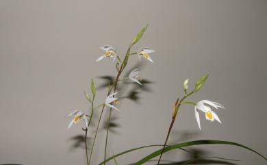 Bletilla formosana (Hayata) Schltr. 臺灣白及